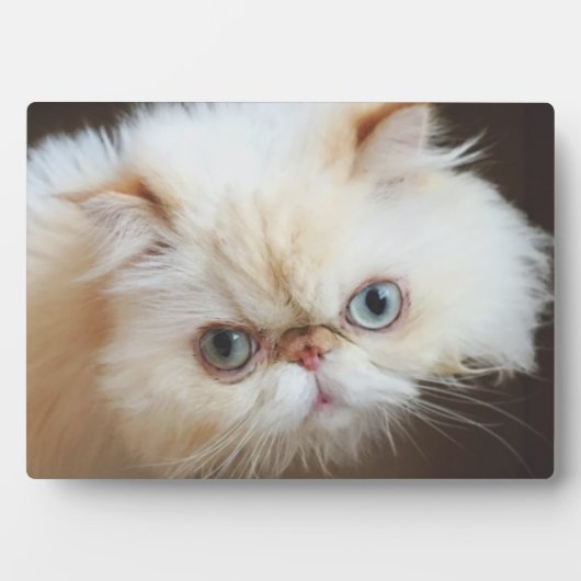 Kat in doos fotoplaat (voorkant)