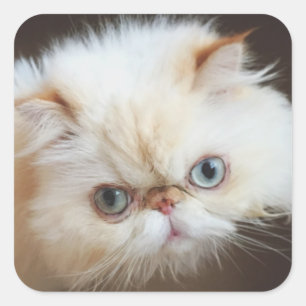 Kat in doos vierkante sticker