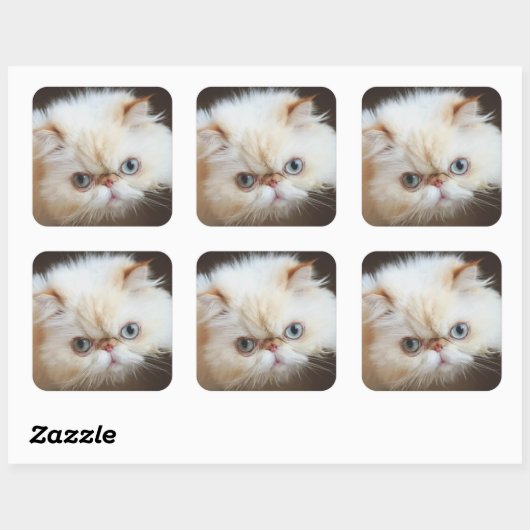 Kat in doos vierkante sticker (Vel)