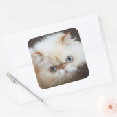 Kat in doos vierkante sticker (Envelop)