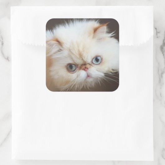 Kat in doos vierkante sticker (Tas)