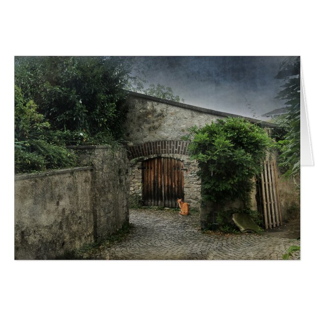 Kat in een binnenplaats (Voorkant Horizontaal)