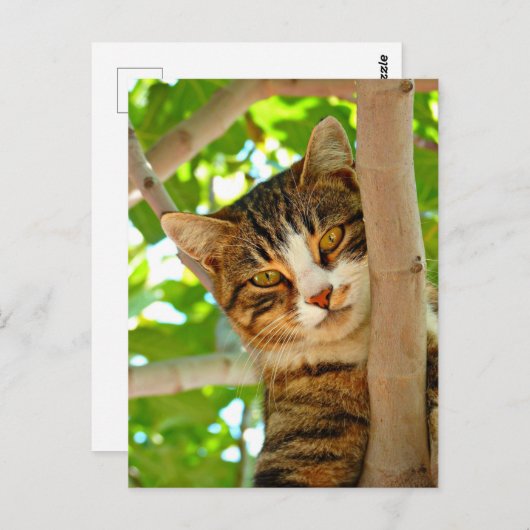Kat in een boom briefkaart (Voorkant / Achterkant)