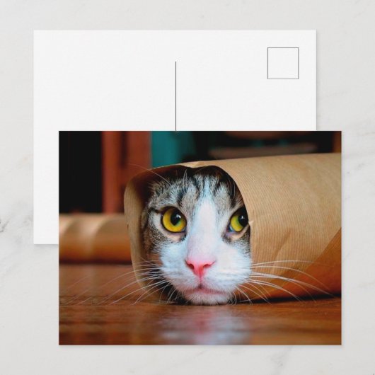 Kat in een bruin papier verpakt briefkaart (Voorkant / Achterkant)