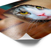 Kat in een bruin papier verpakt foto afdruk (Hoek)