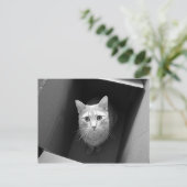 Kat in een doos Briefkaarten (Staand voorkant)