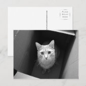 Kat in een doos Briefkaarten (Voorkant / Achterkant)
