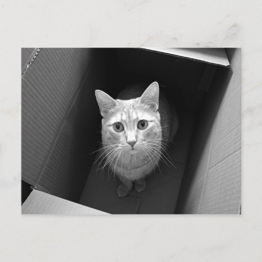 Kat in een doos Briefkaarten (Voorkant)