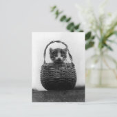 Kat in een mandje foto briefkaart (Staand voorkant)