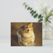 Kat in een medisch gaasje briefkaart (Staand voorkant)