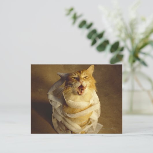 Kat in een medisch gaasje briefkaart (Staand voorkant)