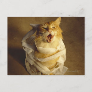 Kat in een medisch gaasje briefkaart