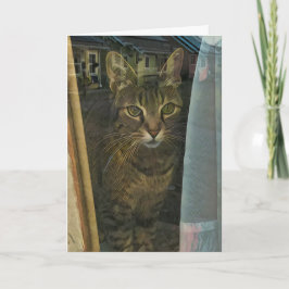 Kat in een raam reflecteert jouw gedachten kaart