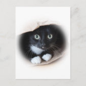 Kat in een tas briefkaart (Voorkant)