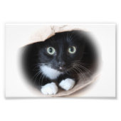 Kat in een tas foto afdruk (Voorkant)