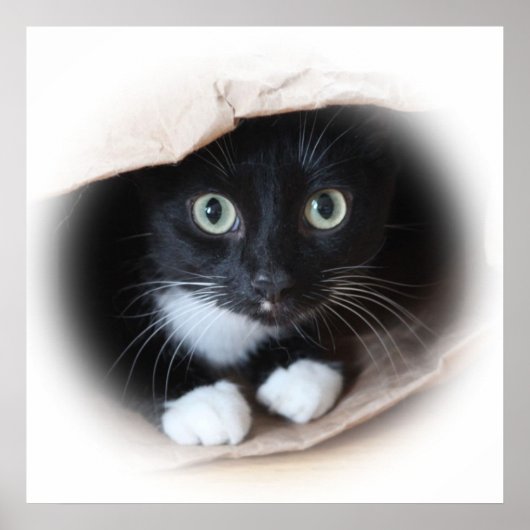 Kat in een tas poster (Voorkant)