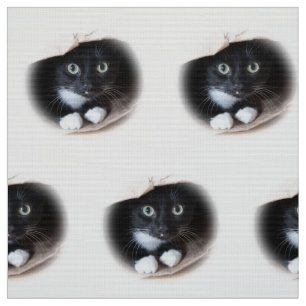 Kat in een tas stof