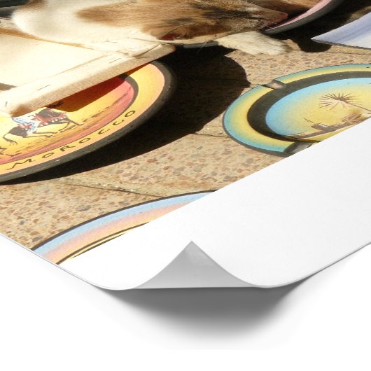 Kat in een uur....Bowl Poster (Hoek)