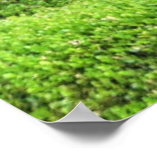 Kat in een venster poster (Hoek)