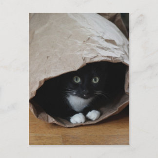 Kat in een zak 2 briefkaart