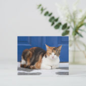 Kat in Griekenland Briefkaart (Staand voorkant)