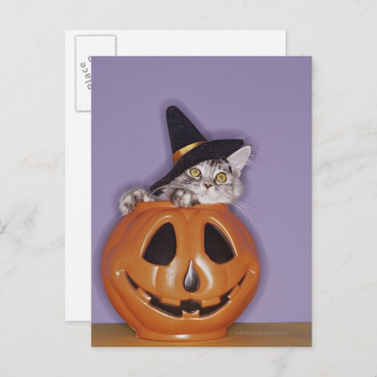Kat in heksenvlees pet in pompoen briefkaart (Voorkant / Achterkant)