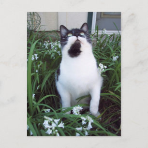 Kat in het briefkaart bloemen