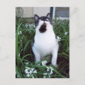 Kat in het briefkaart bloemen (Voorkant)