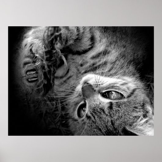 Kat in het donker poster (Voorkant)