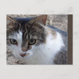 Kat in het raam briefkaart