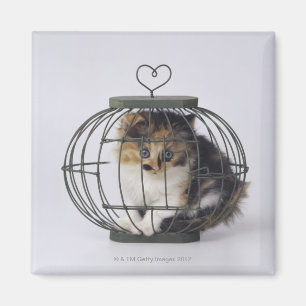 Kat in kooi magneet