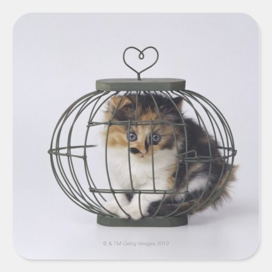 Kat in kooi vierkante sticker (Voorkant)