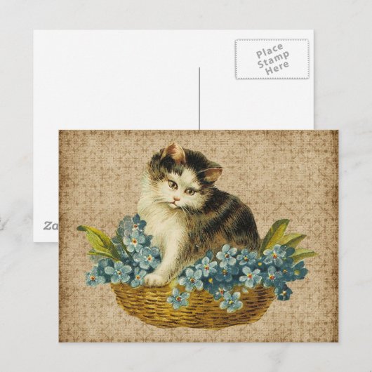  kat in mandje briefkaart (Voorkant / Achterkant)