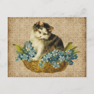 kat in mandje briefkaart