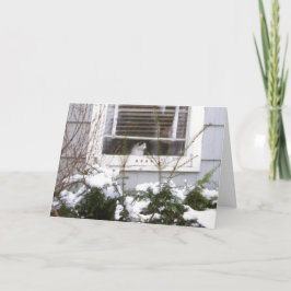 Kat in Mooie Zwart van Kerstmis van het Venster & Feestdagen Kaart