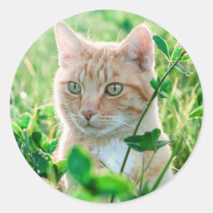 Kat in Natuur Ronde Sticker