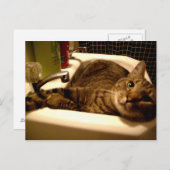 kat in roze Briefkaart (Voorkant / Achterkant)