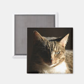 kat in schaduwen magneet (Voorkant / Achterkant)
