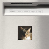 kat in schaduwen magneet (Insitu (Vaatwasser))