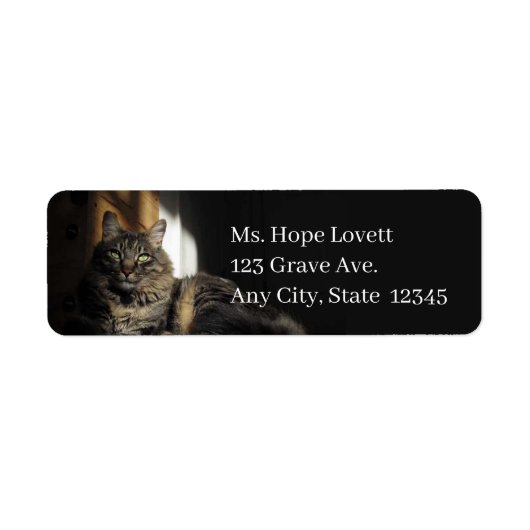 Kat in Sunlight Return Address Labels (Voorkant)