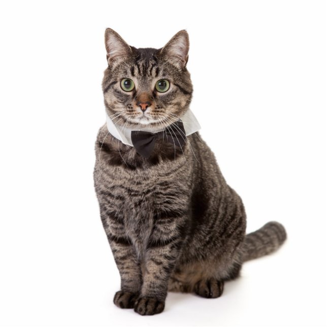 Kat in Tuxedo Staand Fotobeeldje (Voorkant)