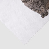 Kat in Tuxedo Tissuepapier (Detail)