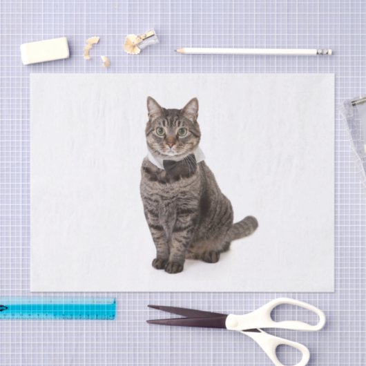 Kat in Tuxedo Tissuepapier (Craft)