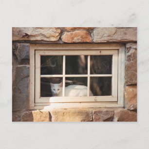 Kat in venster Briefkaart
