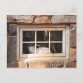 Kat in venster Briefkaart (Voorkant)