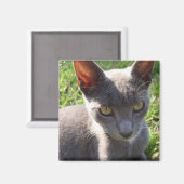 Kat in zonlicht magneet (Voorkant / Achterkant)