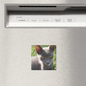 Kat in zonlicht magneet (Insitu (Vaatwasser))