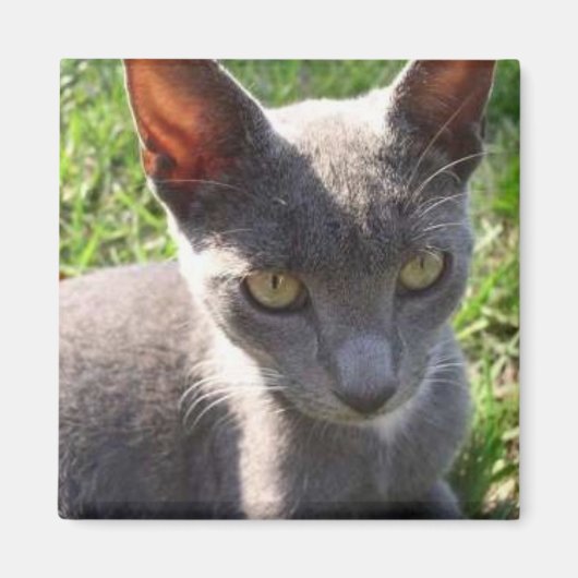 Kat in zonlicht magneet (Voorkant)