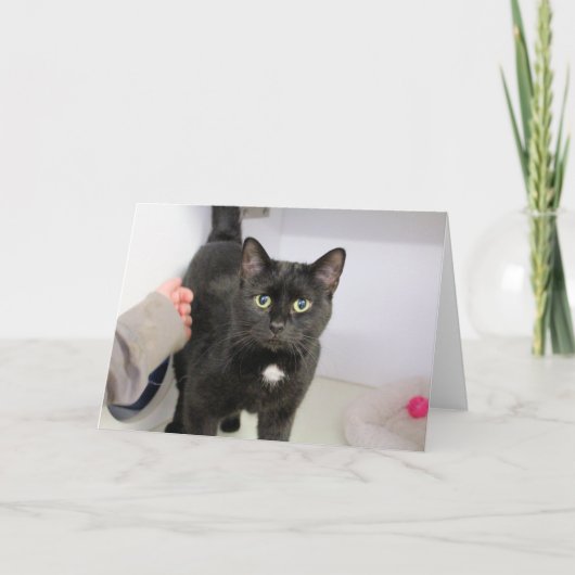 Kat Kaart (Voorkant)