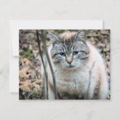 Kat Kaart (Voorkant)